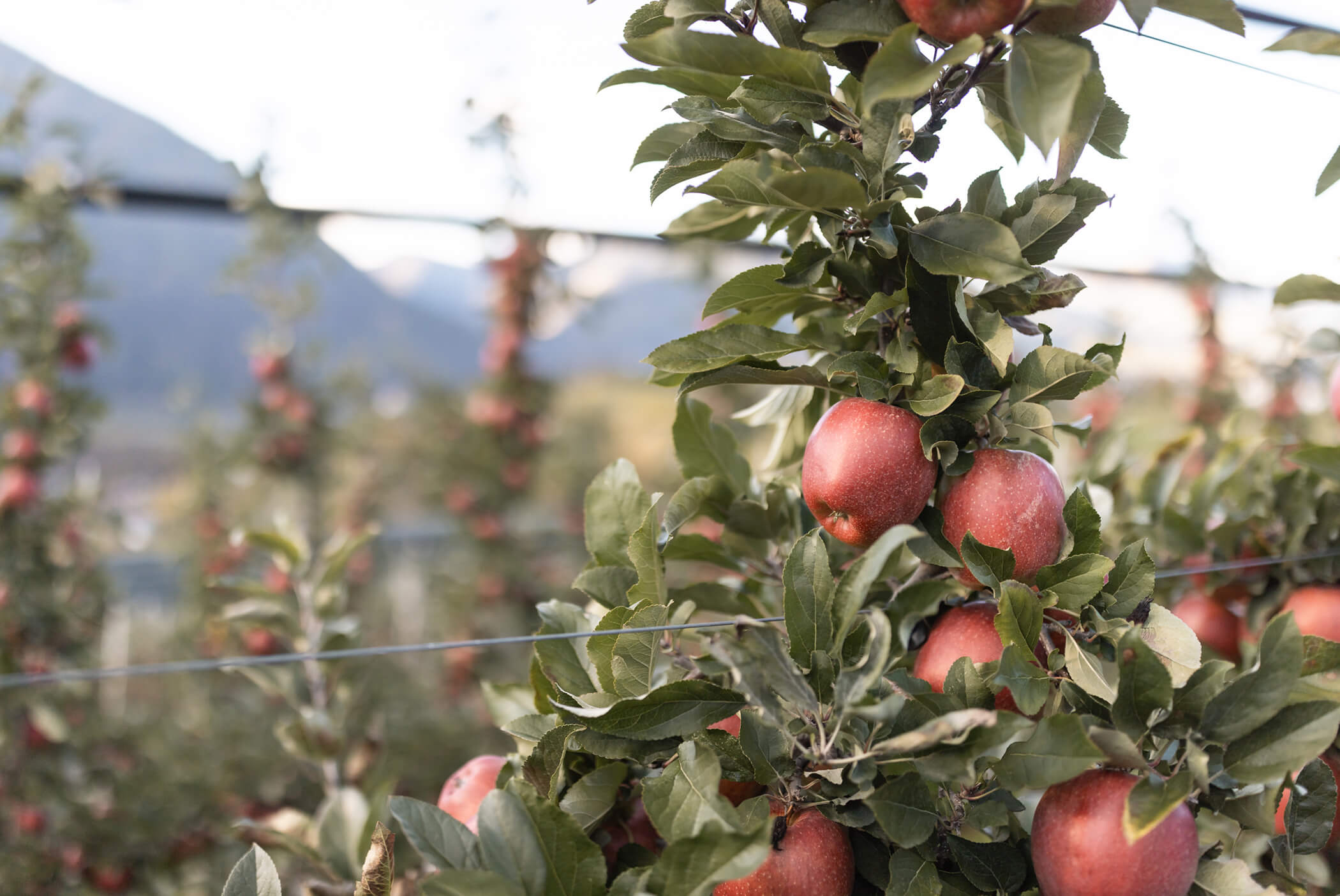 An apple tree with fresh, red apples - Schirmerhof